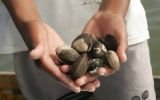 Tumbes: comenzó la veda de conchas negras que irá hasta el 31 de marzo
