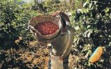 La selva de Puno: conoce el hogar de uno de los mejores cafés del mundo