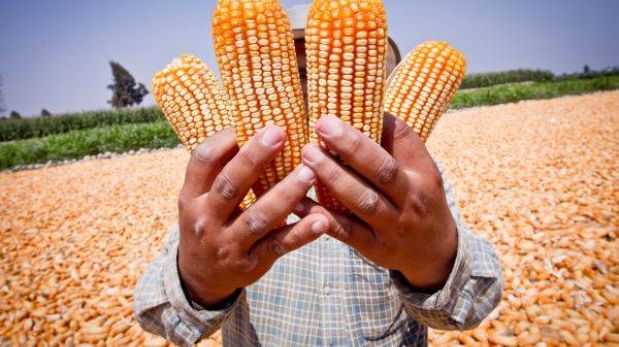 Hace 5.000 años ya se cultivaba y consumía maíz en Perú, confirman investigadores