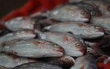 ÁDEX: las exportaciones pesqueras crecerían 22%