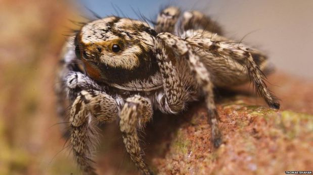 FOTOS: diminutas y enigmáticas: las increíbes arañas saltadoras