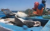 Pescadores de Punta Sal atentan contra tortugas en peligro de extinción