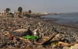 Ica: hallan muertas tortugas marinas en Pisco