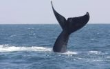Piura: biólogos siguen en busca de ballena atrapada en red de pesca