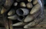 WWF insta a Tailandia cumplir su "promesa" de poner fin al comercio de marfil