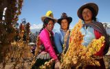 En la segunda quincena de junio se empezará a promover la dieta andina