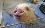 ¿Se debe o no producir órganos humanos en animales?