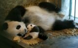 Nació un cachorro de oso panda en cautiverio en Taiwán
