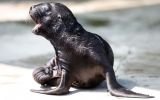 FOTOS: “Alida”, el lobo marino bebe del Zoológico de Viena