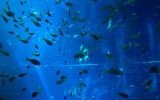 Las especies marinas migran hacia los polos por el cambio climático