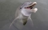 Delfines resuelven problemas como humanos, según estudio