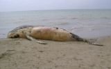 Ballenas varadas en Tumbes: descomposición evita conocer causas de muertes