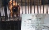 Zoológico chino "disfrazaba" a perros de leones y a ratas como reptiles