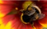 ¿Cómo se le pone un radar a una abeja?