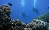 Los amenazados arrecifes de coral pueden salvarse gracias a la ciencia