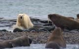 Una misión para salvar a las morsas y osos polares del ártico ruso
