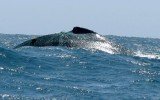 Piura: biólogos siguen en busca de ballena atrapada en red de pesca
