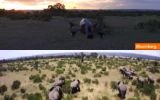 Drones y Google Earth ayudan a salvar a elefantes en peligro en Kenia