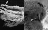 Conoce al T. kirchnerorum, nuevo roedor patagónico