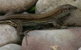 Dos nuevas especies de reptiles fueron descubiertas en bosque seco del río Marañón