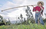 La batalla de los últimos clarineros cajamarquinos