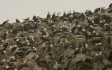 Visitar islas Ballestas y Reserva de Paracas costará 15 soles