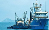 Produce fijó una cuota de anchoveta 23,4% mayor a la del 2013