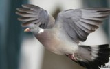 Un 20% de las aves del mundo viven en ciudades