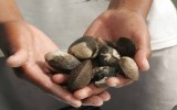 Mañana y hasta el 31 de marzo hay veda de conchas negras