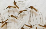 Los nazis planeaban ataque con mosquitos infectados de malaria