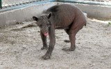 Piura no tiene recursos para cuidar animales rescatados