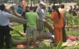 Relima evalúa causas de caída de árbol en Parque Reducto N°2