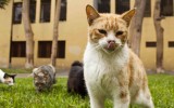 Gatos en Miraflores: ¿Cuál es la situación del parque Kennedy?