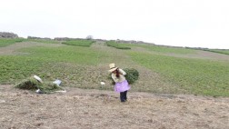 Sequía afecta a más de 3 mil hectáreas de cultivo