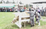 Buscan lograr ganado de raza pura con becerros probeta
