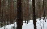 Descubren cómo los bosques perfumados generan nubes