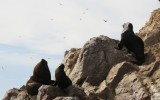 Paracas es el nuevo punto de atención para los turistas