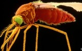 La malaria sube a las montañas por el calentamiento global