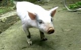 China: Cerdito acróbata asombra con sus dos únicas patas