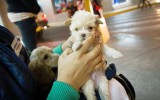 ¿Cuánto cuesta llevar a nuestra mascota de viaje?