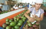 ¿Por qué el Fenómeno de El Niño afecta al agro y la pesca?