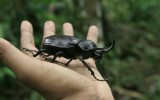“Usemos códigos de barra genético para identificar especies”