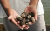 Incautan cerca de 111 kilos de conchas negras en Tumbes