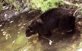 Chaparrí o los osos de Lambayeque