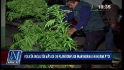 Incautan 26 plantones de marihuana valorizados en S/.15 mil