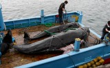 Japón no descarta seguir cazando ballenas en el Antártico