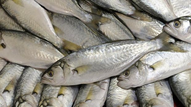 Pesqueras peruanas lograron negocios por US$90 mlls. en Bélgica