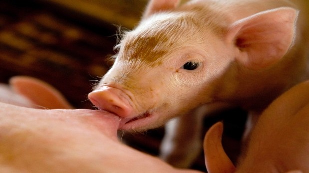 Un misterioso virus mata a millones de cerdos en EEUU