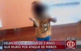 Lurín: niña habría sido violada antes de ser atacada por perros