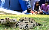 Región Loreto encabeza casos de mordedura de serpiente el 2014